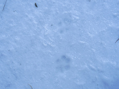 Nyctereutes procyonoides