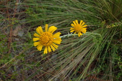 Balduina uniflora