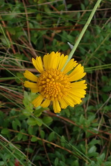 Balduina uniflora