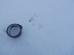 Nyctereutes procyonoides