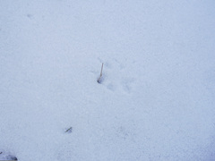 Nyctereutes procyonoides