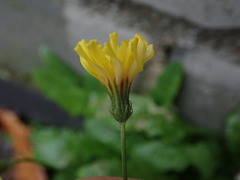 Crepis capillaris