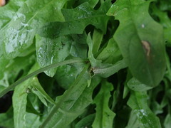 Crepis capillaris