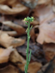 Sisymbrium officinale