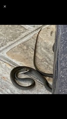 Coluber constrictor