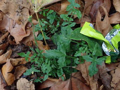 Sisymbrium officinale