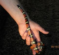 Lampropeltis annulata