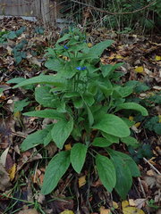 Pentaglottis sempervirens