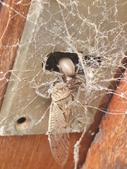 Kukulcania hibernalis