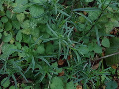 Senecio inaequidens