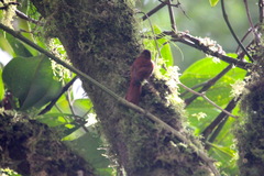 Furnariinae