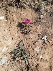 Centaurea borjae