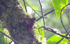 Furnariinae