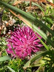 Centaurea borjae