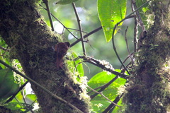 Furnariinae