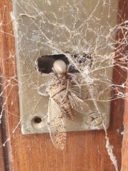 Kukulcania hibernalis