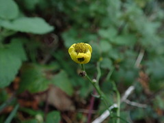 Senecio inaequidens