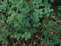 Senecio inaequidens