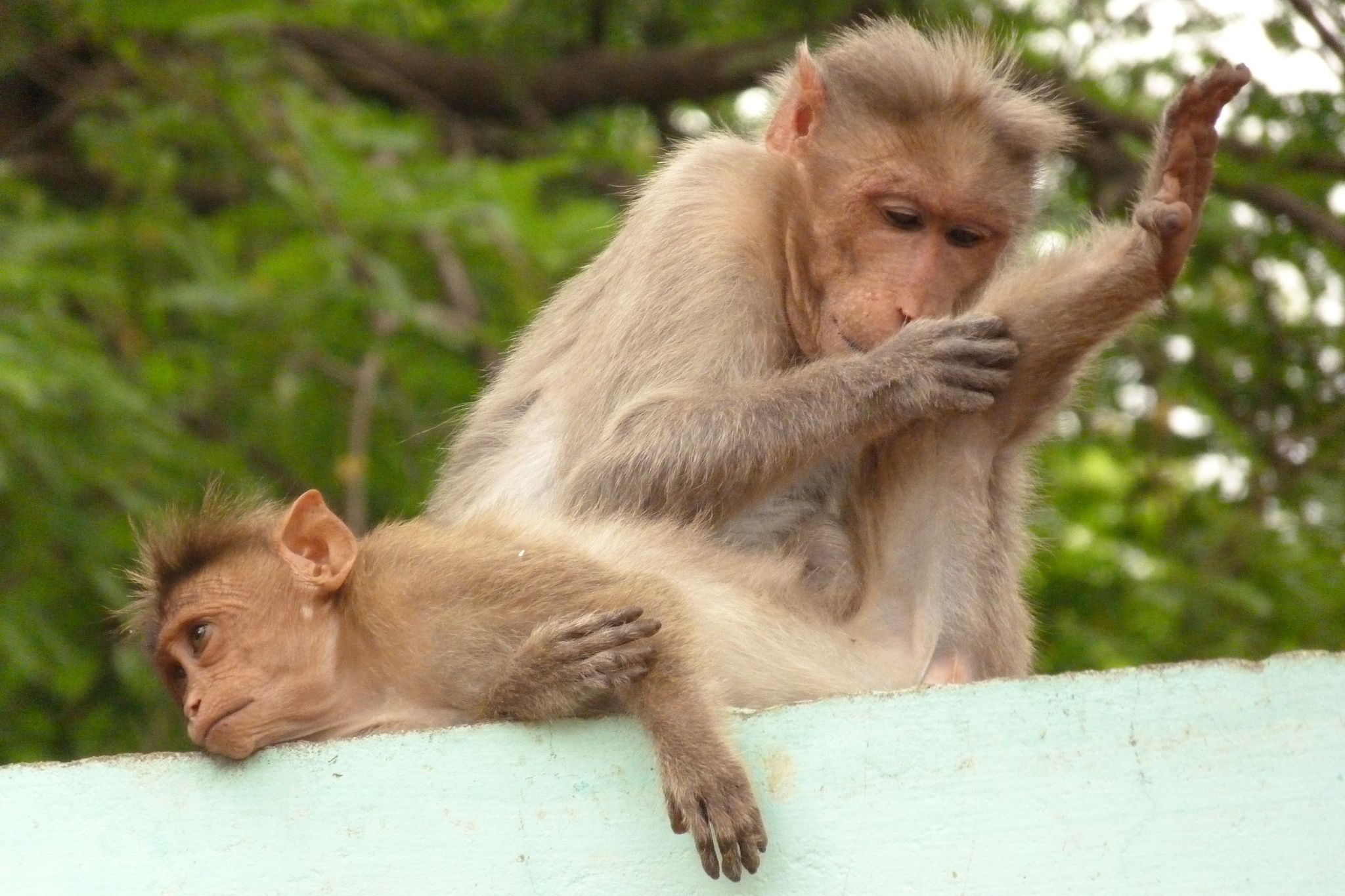 Bonnet macaque