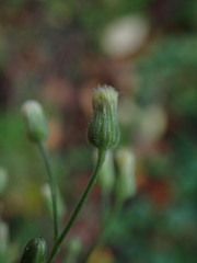 Erigeron sumatrensis