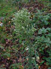 Erigeron sumatrensis