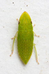 Hespenedra chilensis