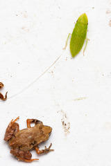 Hespenedra chilensis