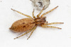 Ghost Spiders - Photo (c) MatiasG, some rights reserved (CC BY-ND), uploaded by MatiasG