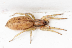Philisca tripunctata