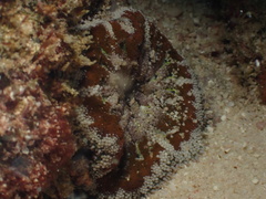 Stichodactyla tapetum