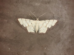 Idaea sublimbaria