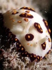 Goniobranchus cazae