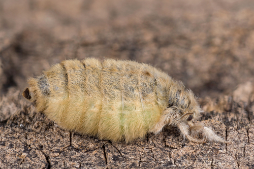 Rusty Tussock Moth