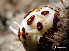 Goniobranchus cazae