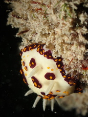 Goniobranchus cazae
