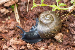 Macrocyclis peruvianus