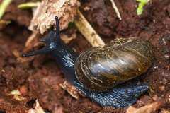 Macrocyclis peruvianus