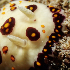 Goniobranchus cazae