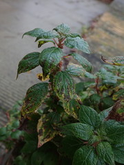 Parietaria judaica