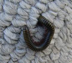 Anadenobolus monilicornis