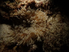 Heteractis
