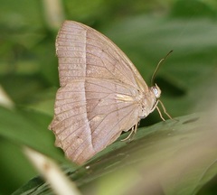 Taygetis tripunctata