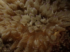 Heteractis
