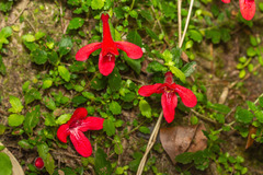 Asteranthera ovata