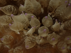 Heteractis