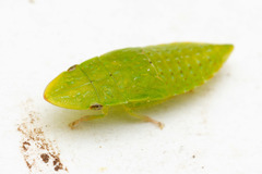 Hespenedra chilensis