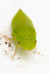 Hespenedra chilensis