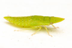 Hespenedra chilensis