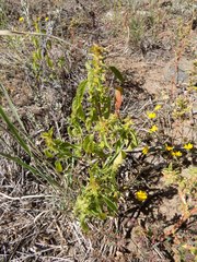 Acalypha neomexicana