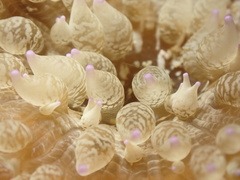 Heteractis
